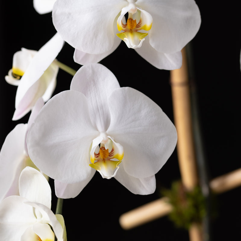 Orchid Planter Zig Zag