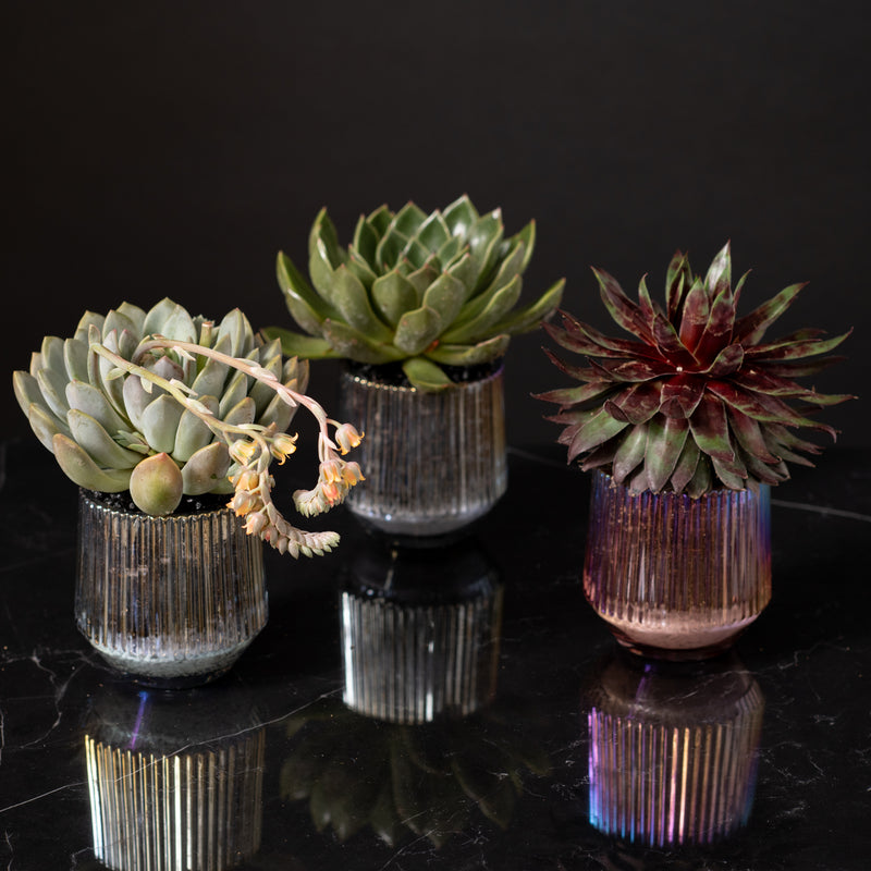 Trio of Succulents in Iridescent Containers