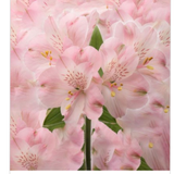 Spring 25 PINK BLISS Floral Art  Greeting Card 