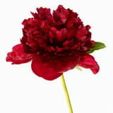  PEONY PERFECTION Greeting Card 