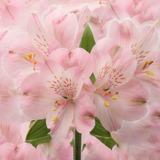 Spring 25 PINK BLISS Floral Art  Greeting Card 