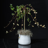 The Tree of Enchantment