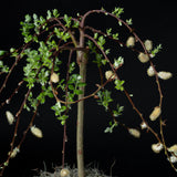 The Tree of Enchantment