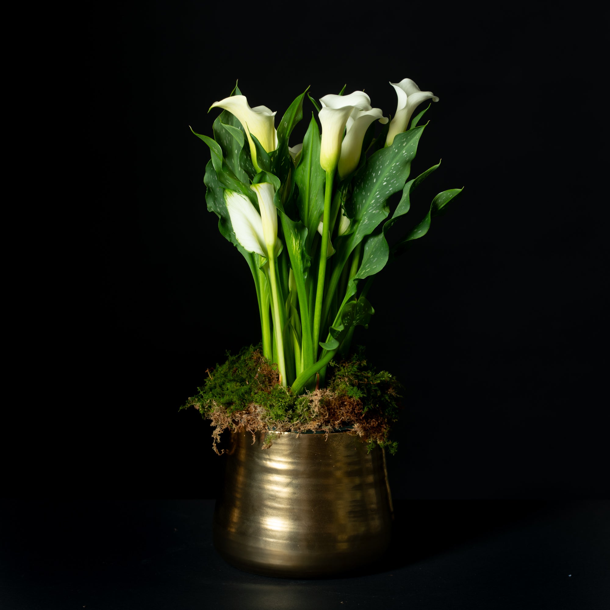 Mixed Novelty Tulips Tulip Arrangement from Bloom by Anuschka Cherry Creek  Flower Shop