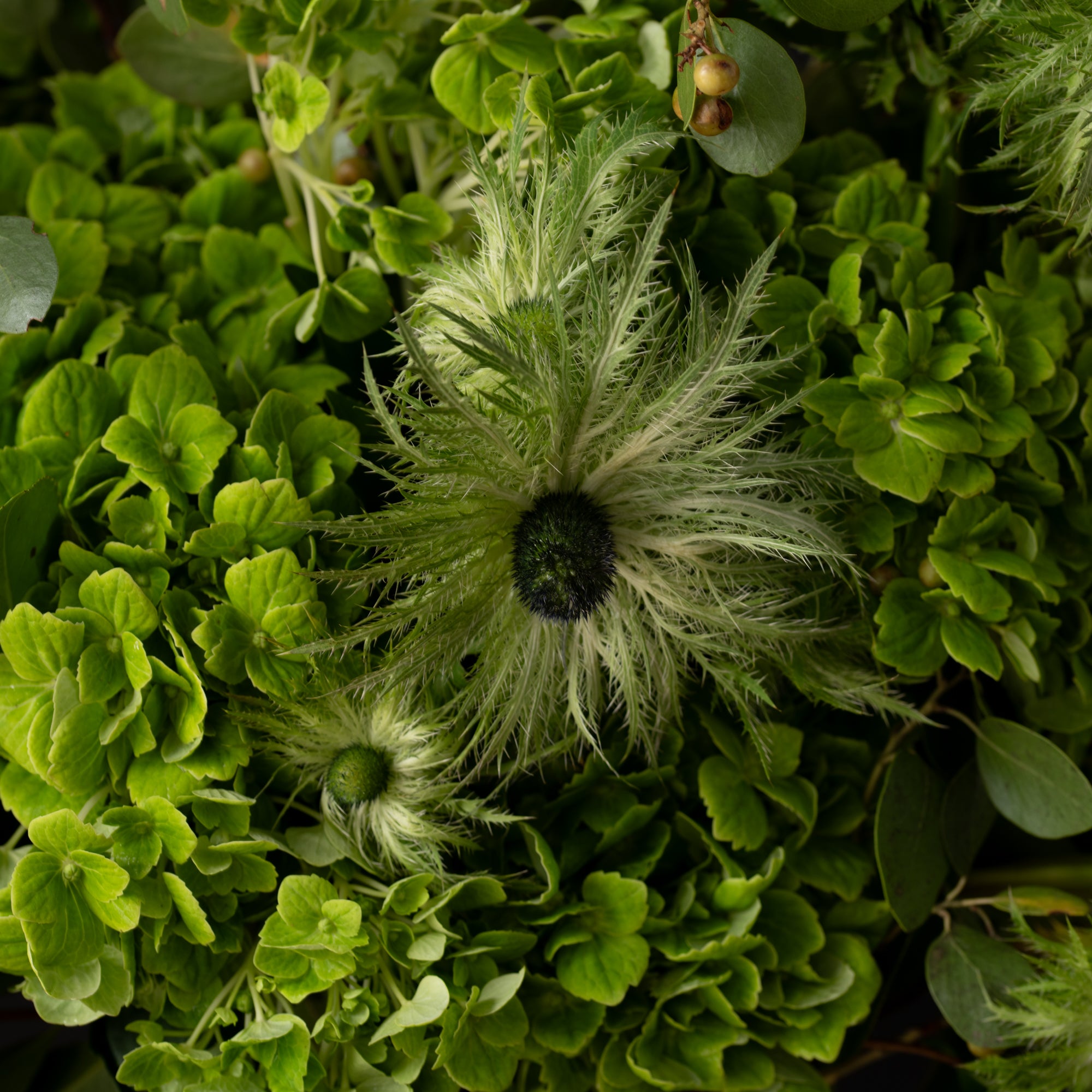 Elegant green floral arrangement featuring textured foliage and unique botanical elements, showcasing Bloom by Anuschka’s expert flower crafting.