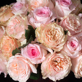 Powder Pink