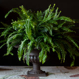 Fern in an Urn