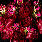 Red Explosion