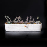 Long Succulent  Planter