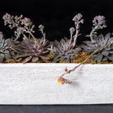 Long Succulent  Planter