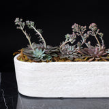 Long Succulent  Planter