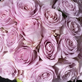 Roses - Lavender