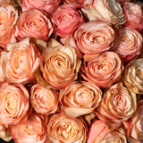 Roses - Orange