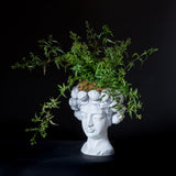 Lady Head Jasmine Planter