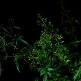 Lady Head Jasmine Planter