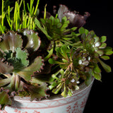 LARGE SUCULANT PLANTER - CORAL RED PEONY