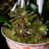 LARGE ORCHID PLANTER - RED CRANE