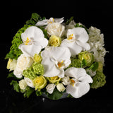 Elegant white orchid and rose arrangement with soft green hydrangeas, showcasing Bloom by Anuschka’s expert flower crafting and floral artistry.