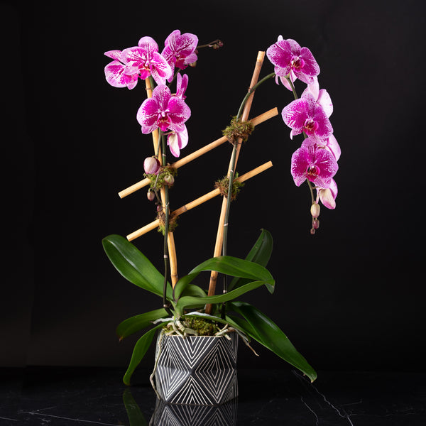 Orchid Planter Zig Zag