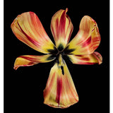 NEW 2023 DUTCH TULIP 2