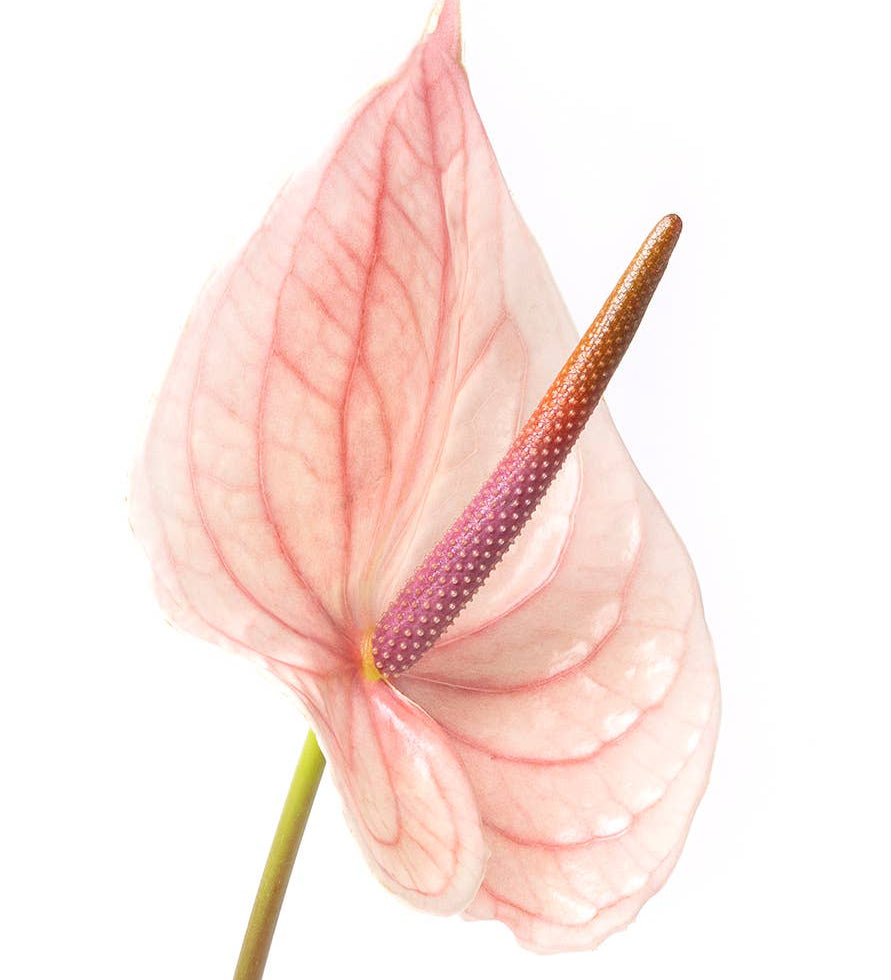 Discover Top Florists in Denver