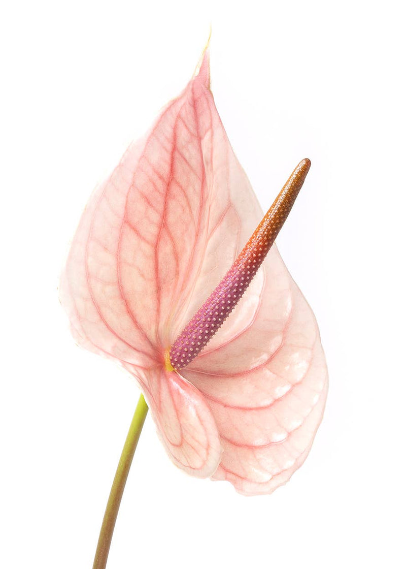 00 | NEW 2023 Spring Anthurium Dreams