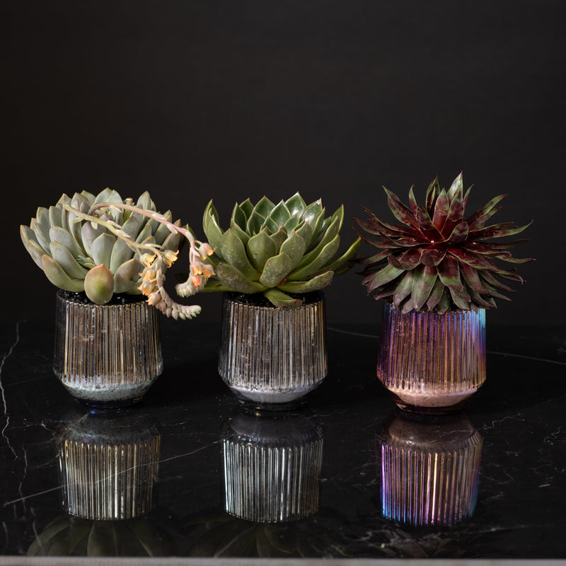 Trio of Succulents in Iridescent Containers