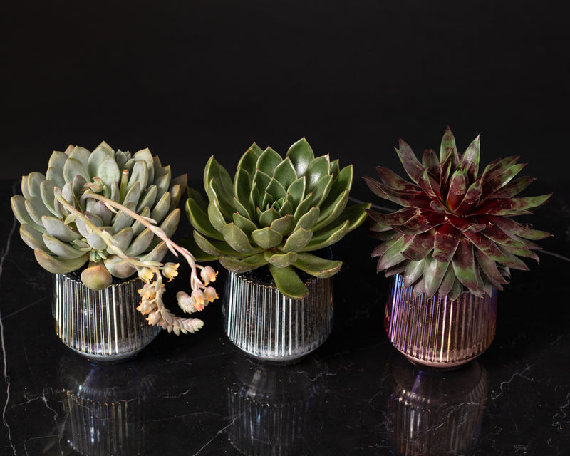 Trio of Succulents in Iridescent Containers