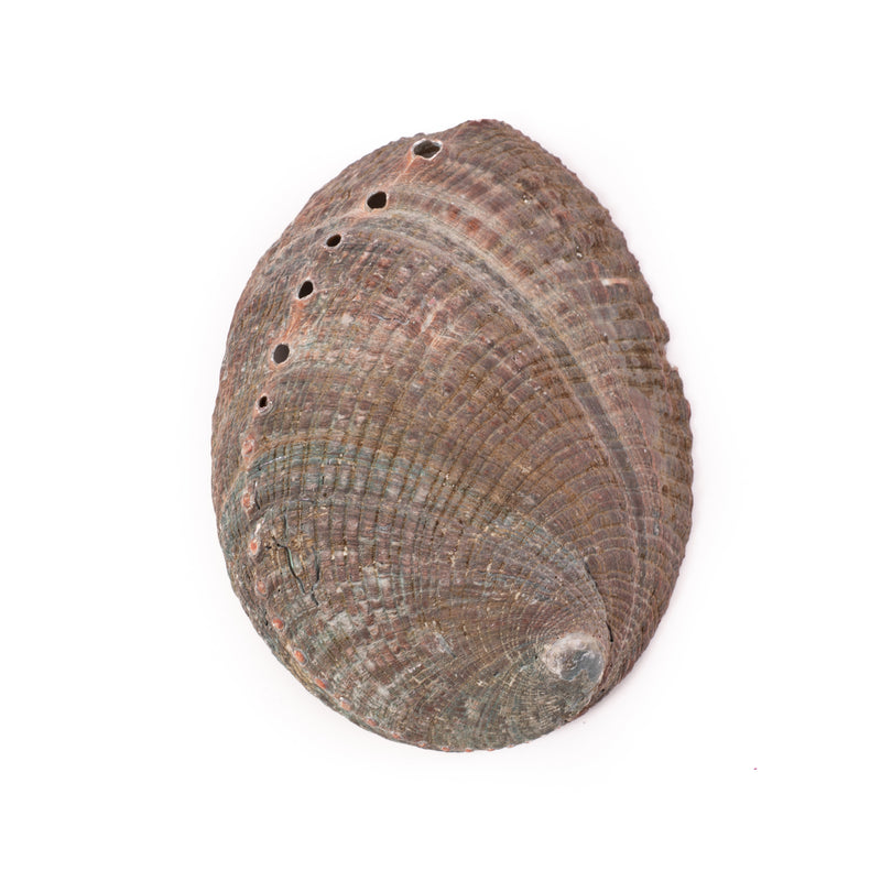 Green Abalone Shell