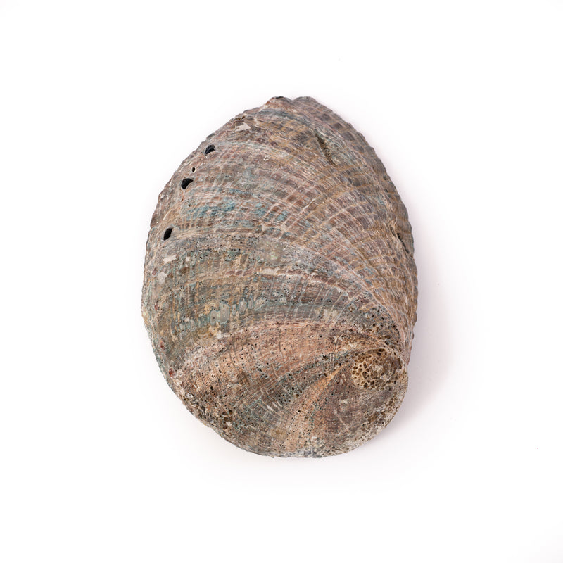 Green Abalone Shell