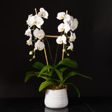 Orchid Planter - Single