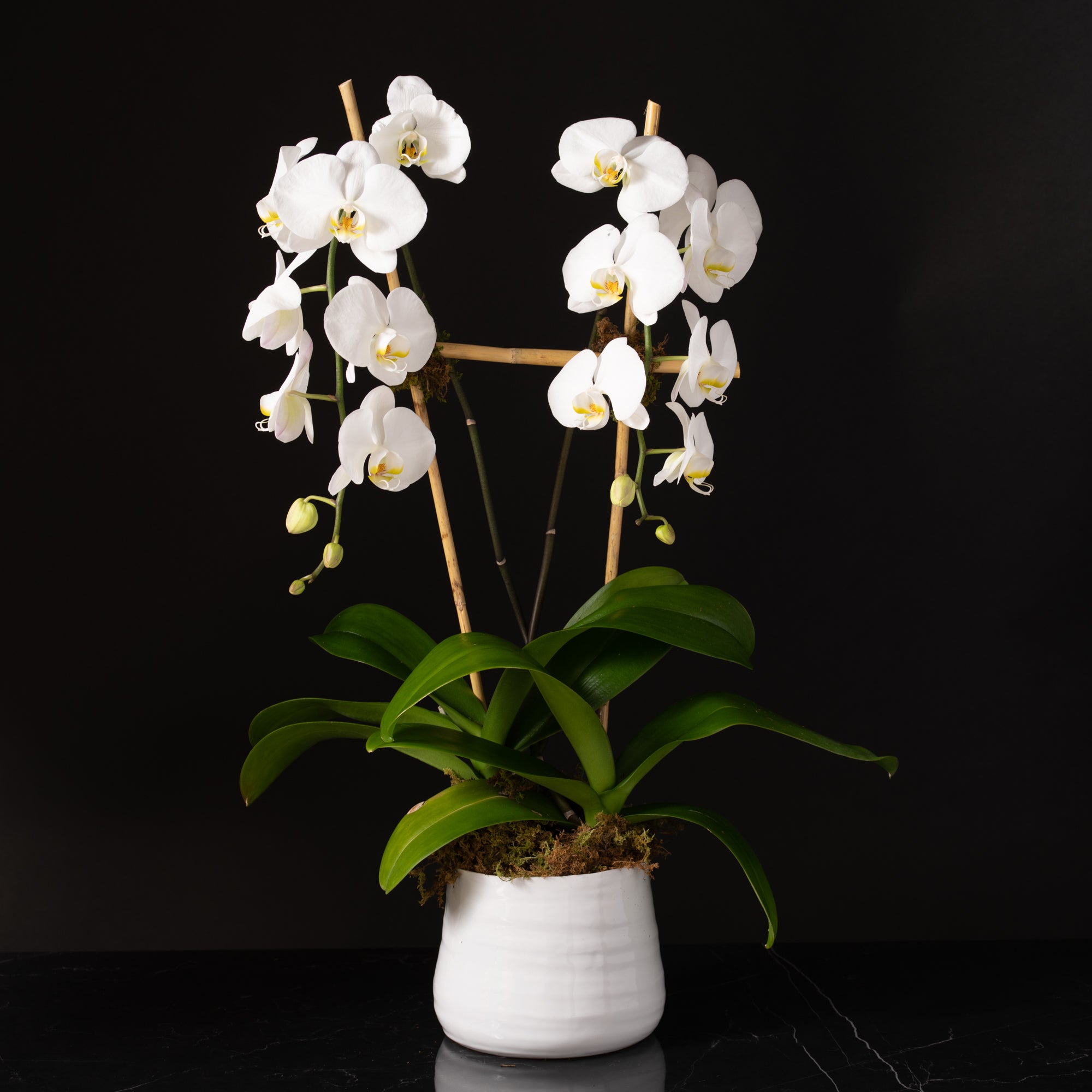 Explore the Best Blooms in Denver Today