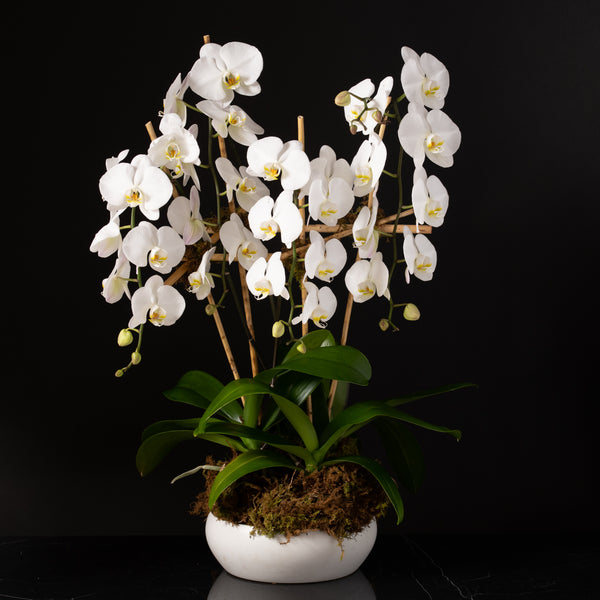 Orchid Planter - Double