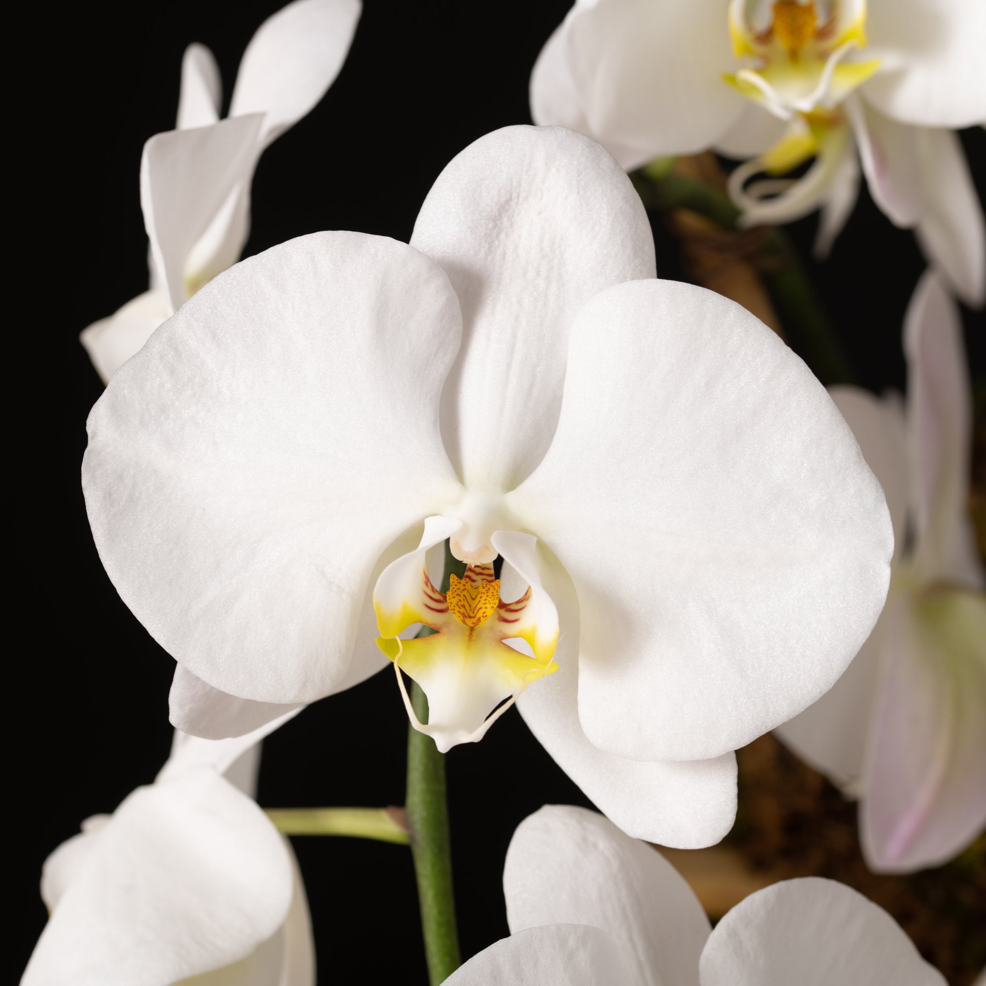 Orchid Planter - Single