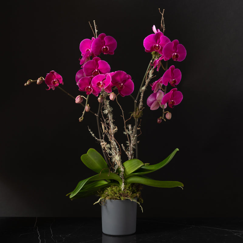 Orchid Planter -Single