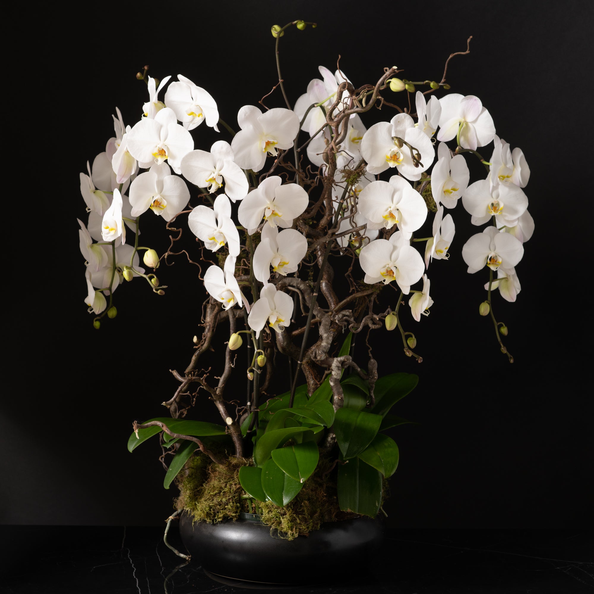 Holiday Floral Offers in Denver