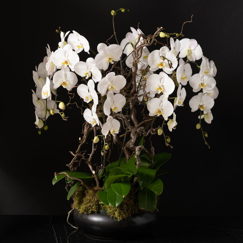 Orchid Planter -Triple