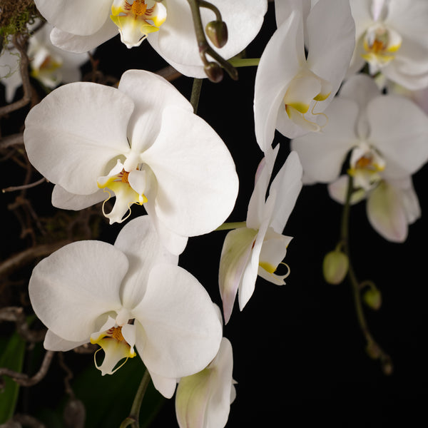 Orchid Planter -Triple