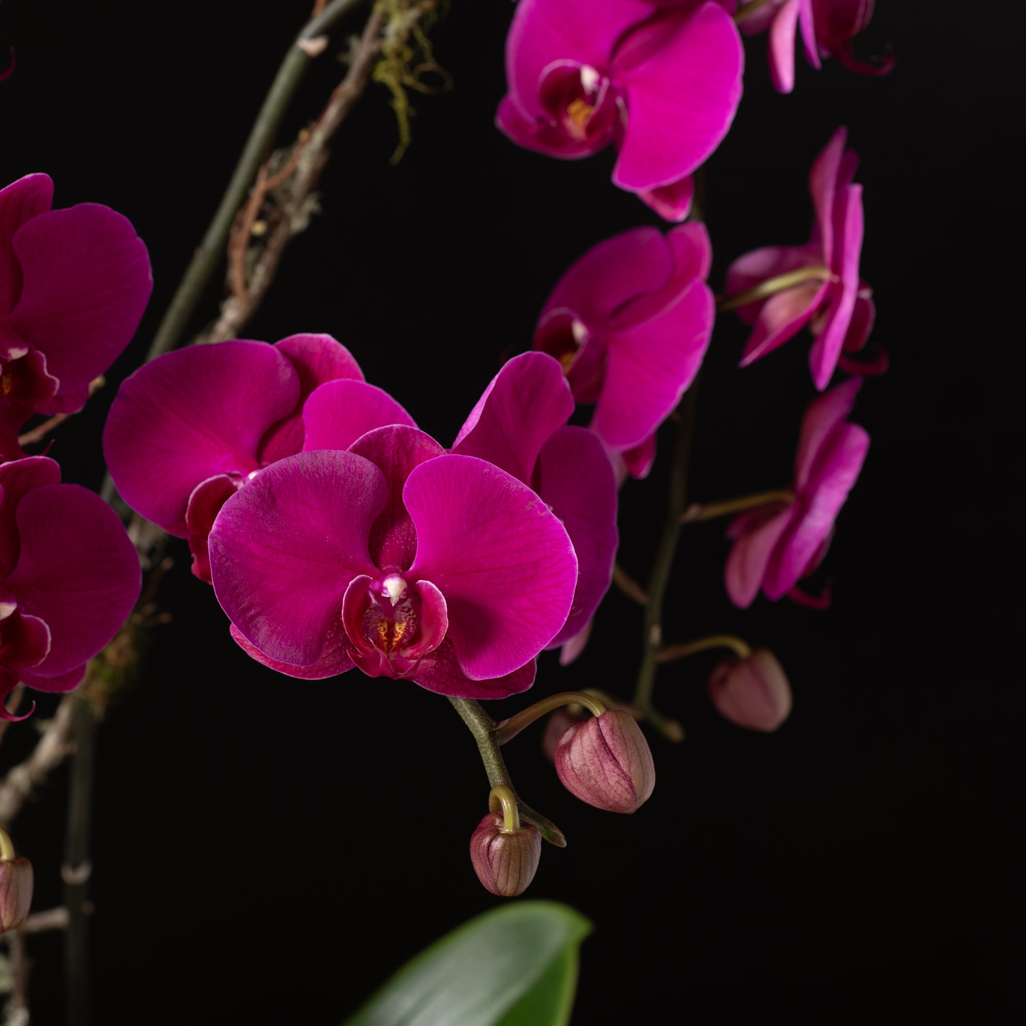 Orchid Planter Aura Pot - SIngle