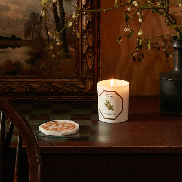 Cedrus Atlantica - Cedar Candle