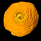85 | NEW Sunshine Ranunculus