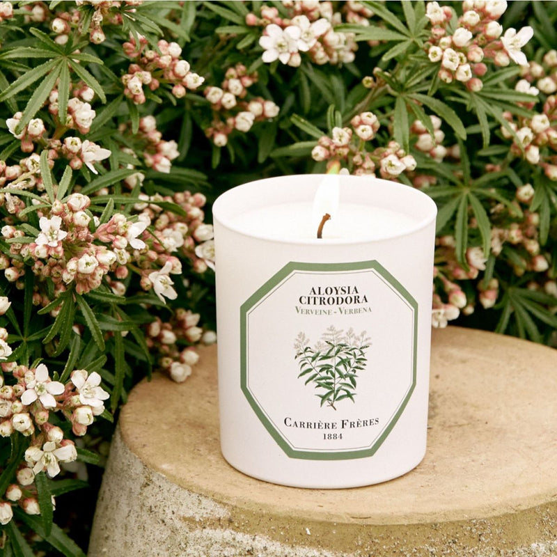 Aloysia Citrodora - Verbena Candle